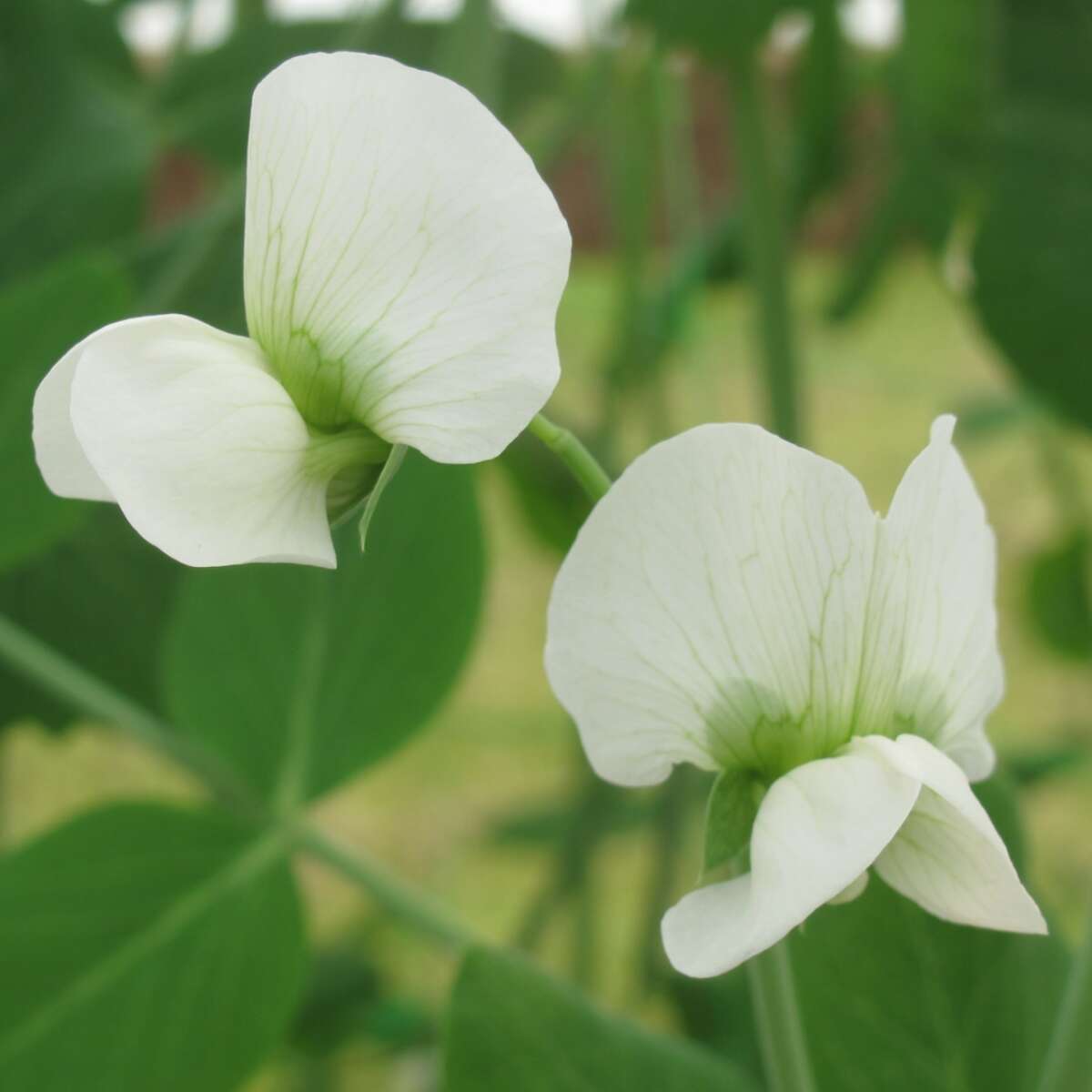 Pea Old England Kelway flower