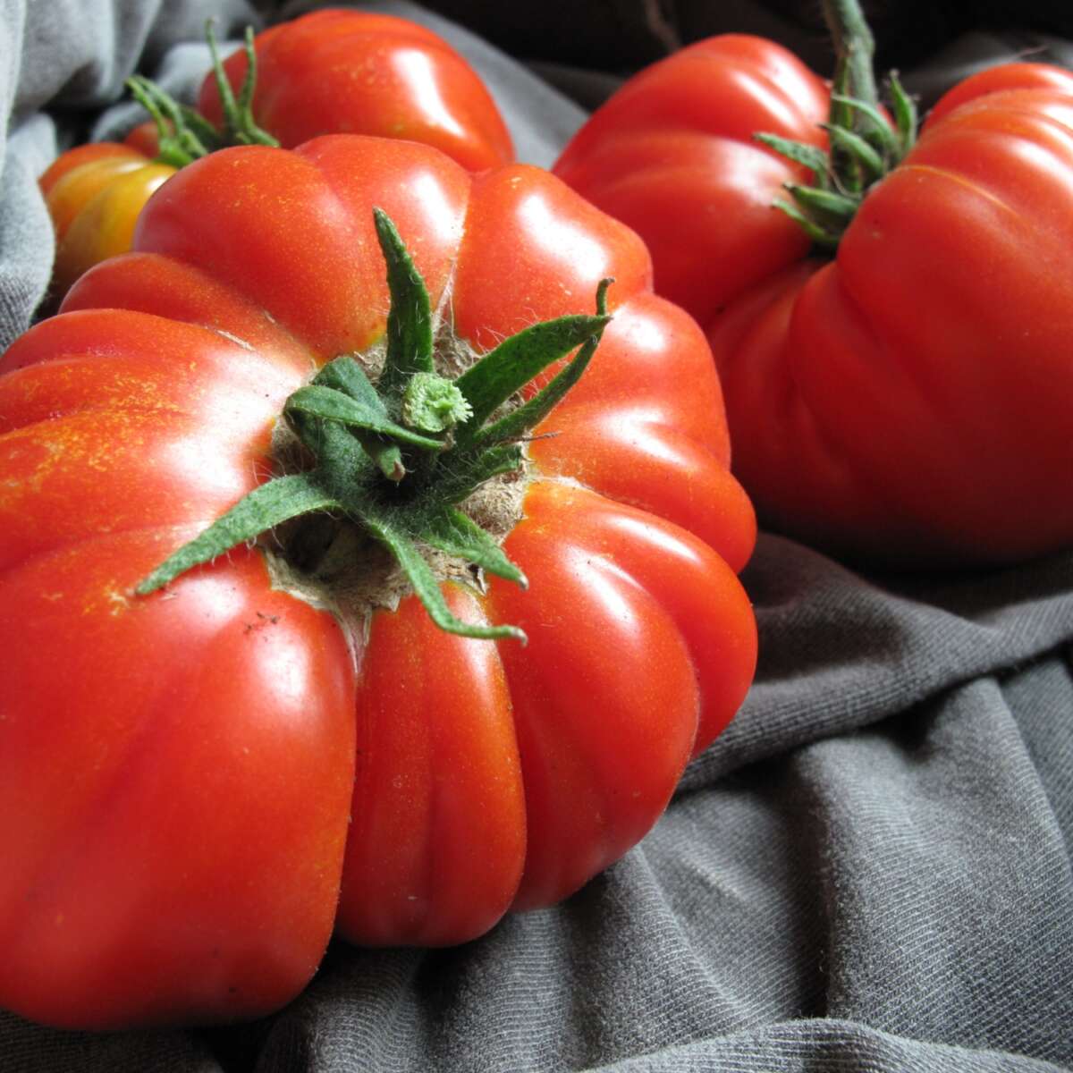 Tomato Hungarian Giant group