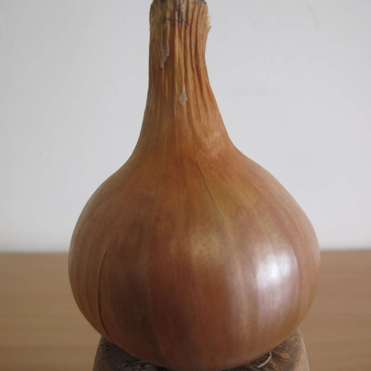 onion Cipolla Bianca Agostana single bulb