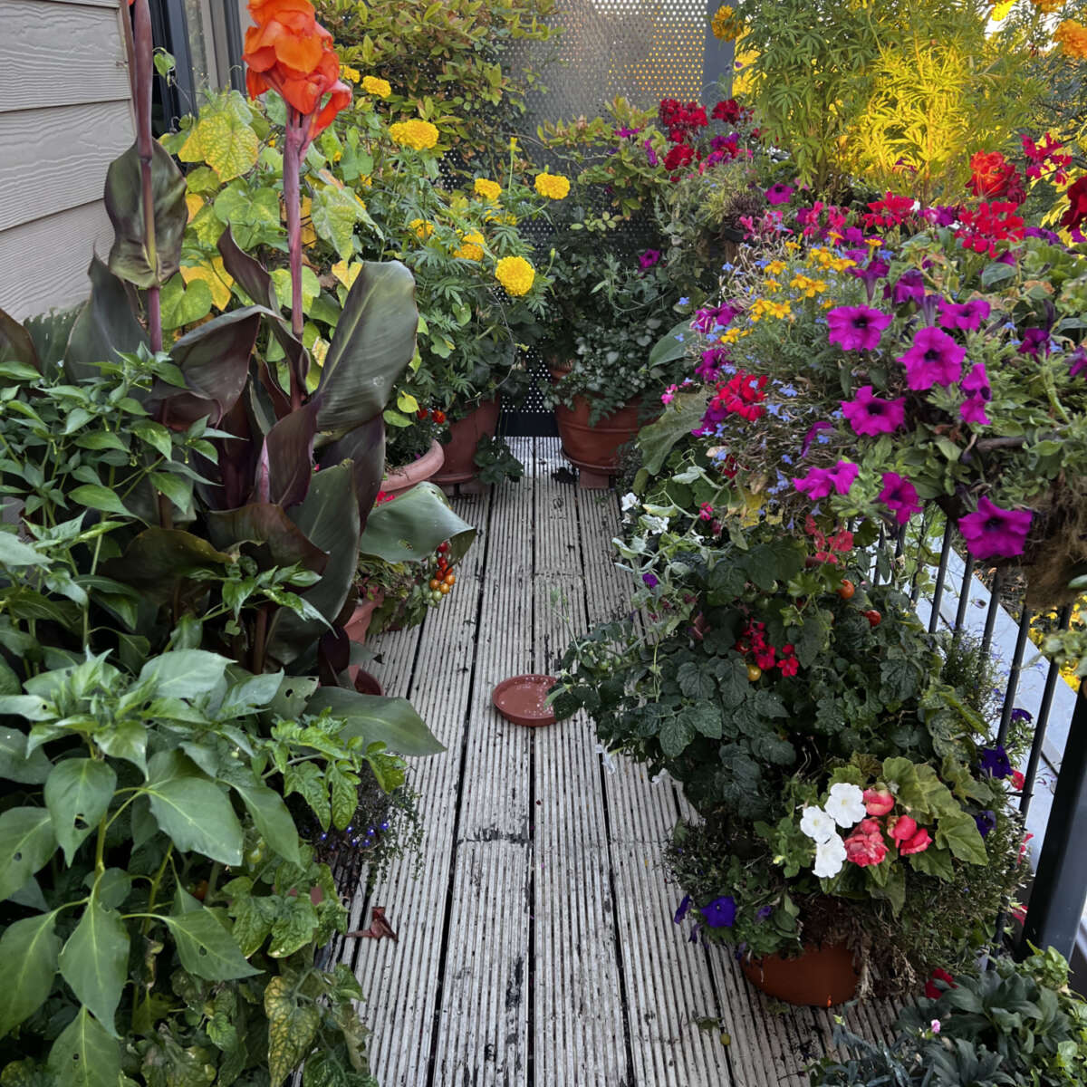 Balcony growing food and flowers