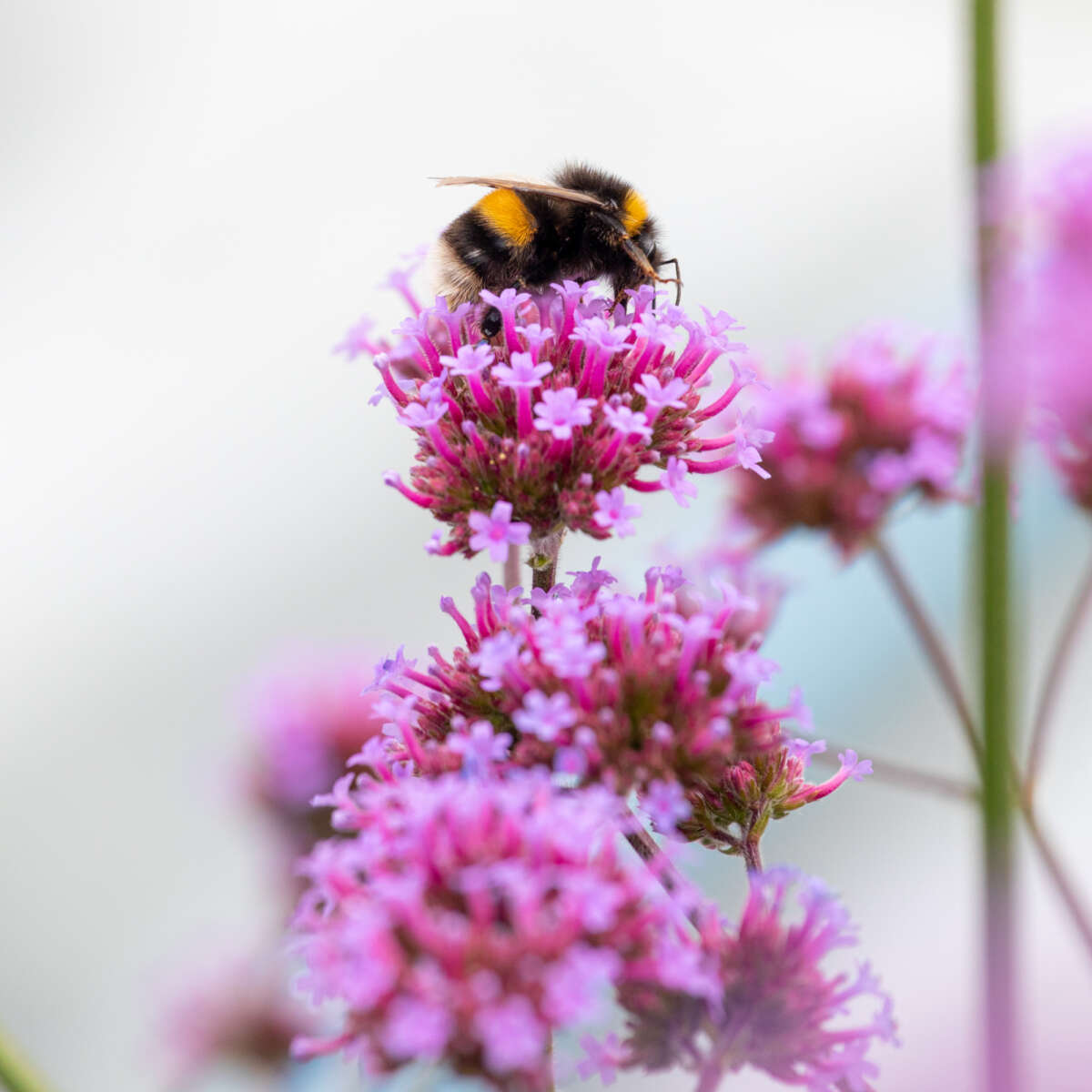 Bee sitting on top of a pink verbena flower