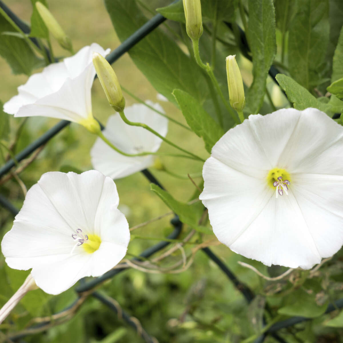 Four Bindweed Flowers