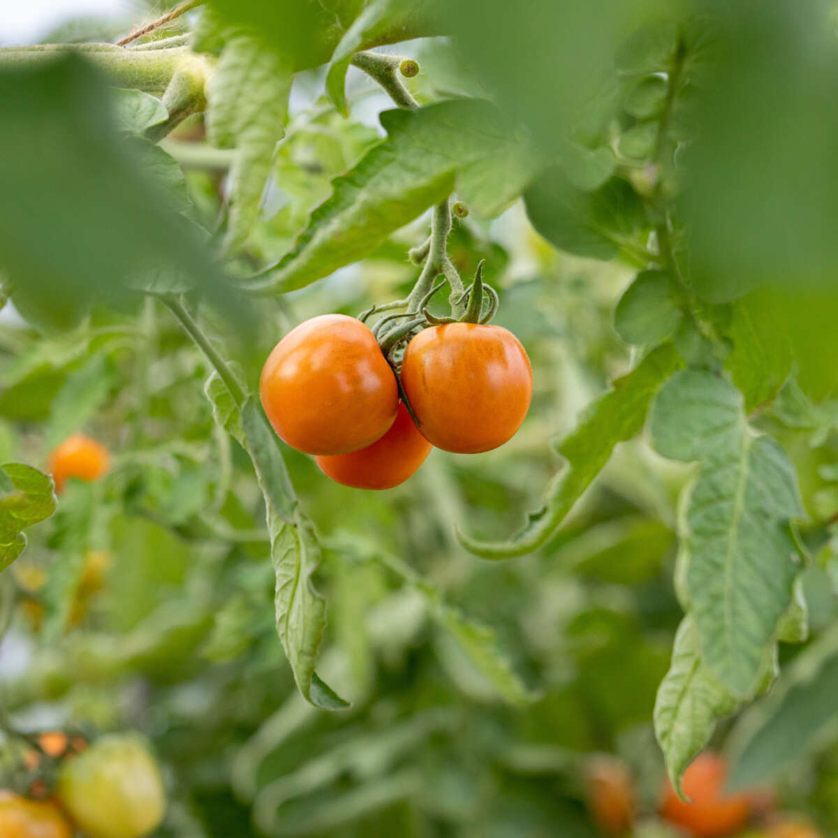 Alternative text should describe the visual content of the image.