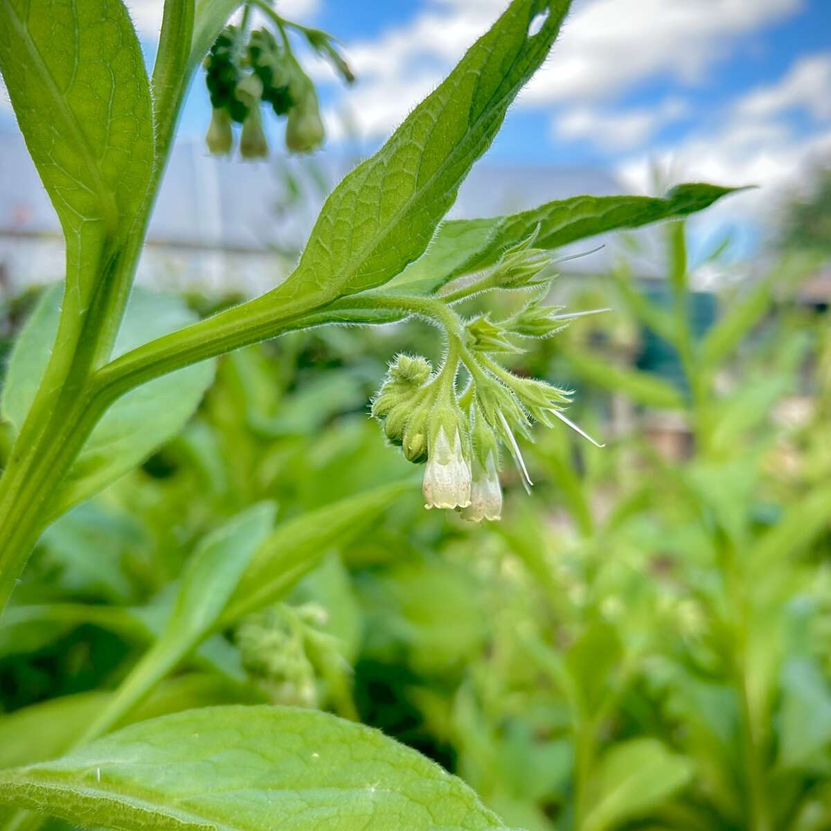 Common Comfrey in flower