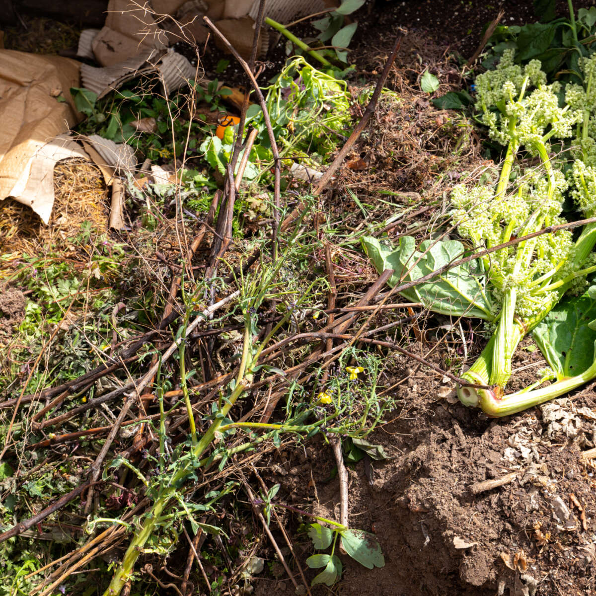 How to deal with compostable packaging | Garden Organic