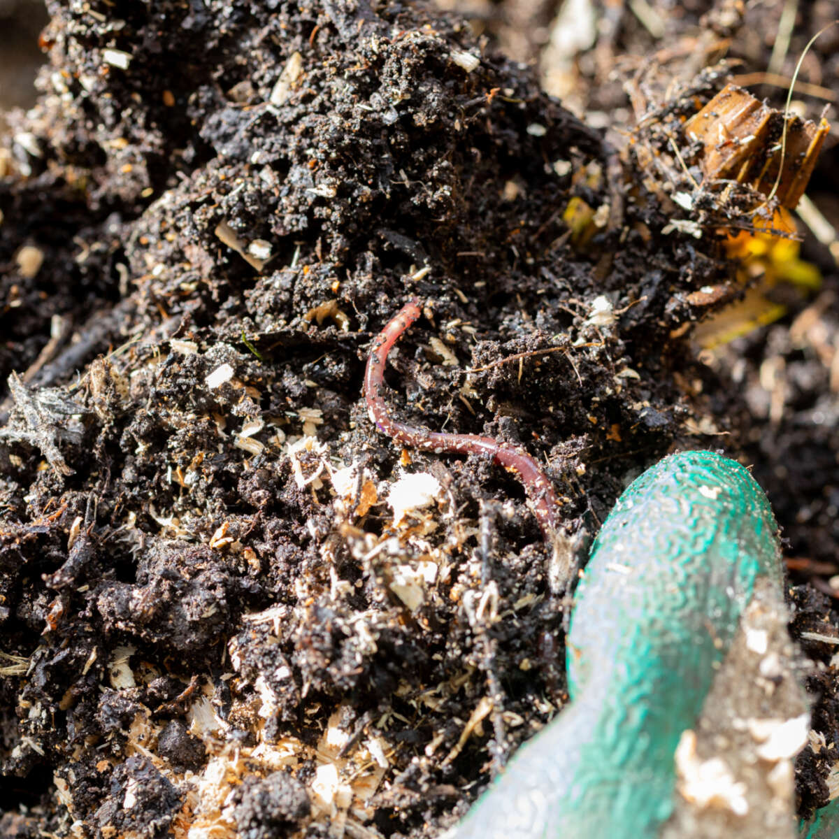 Worms in compost