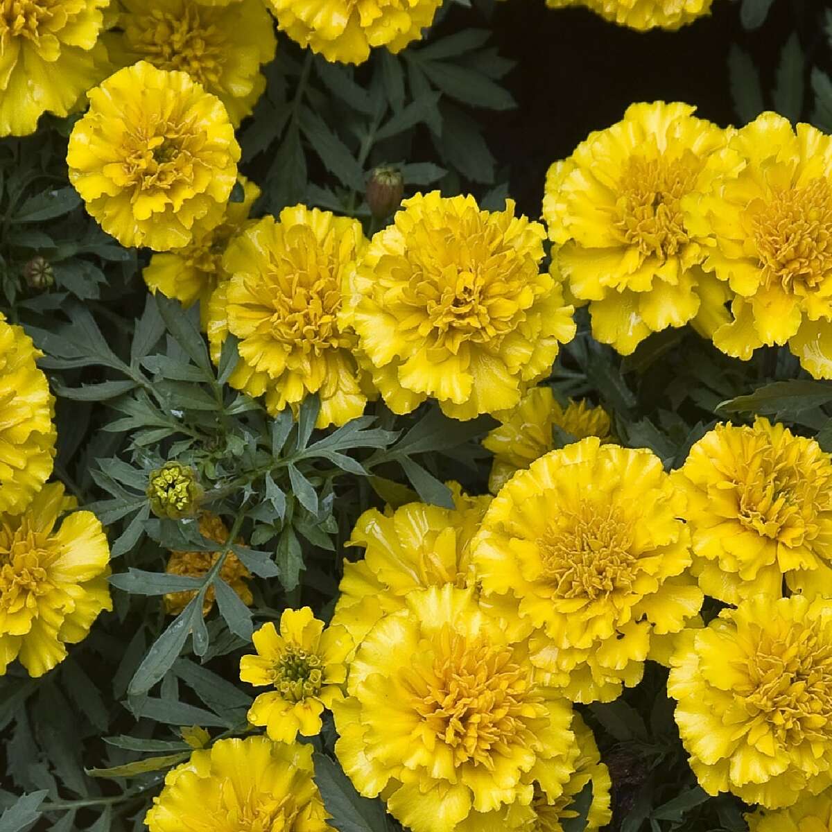 French Marigold flowers