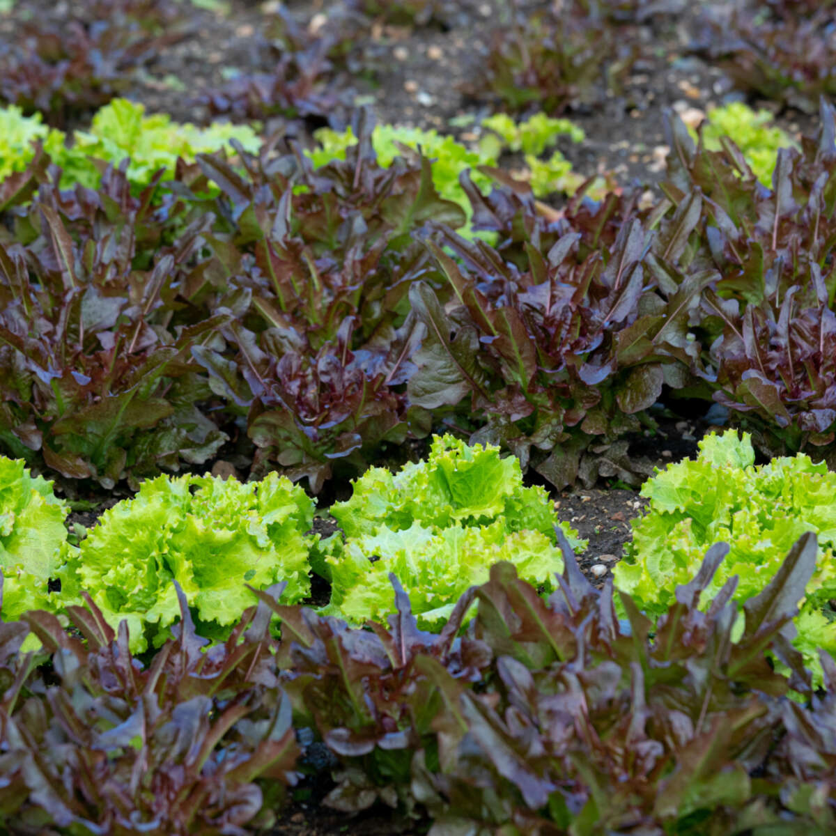 Rows of salad leaves in veg beds