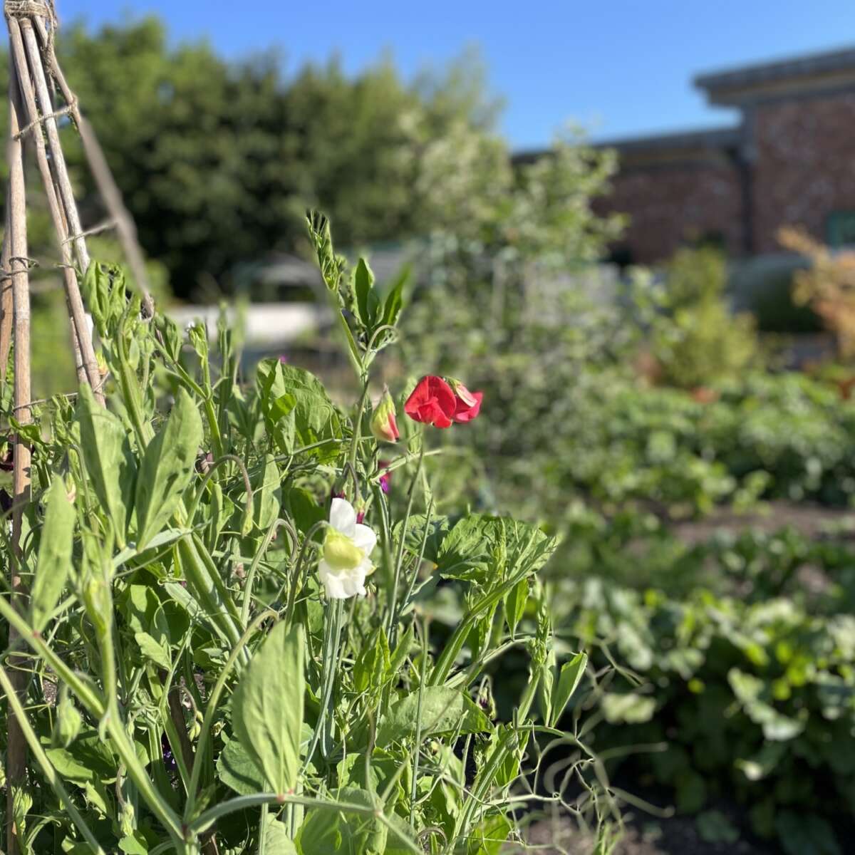 Ryton garden in June