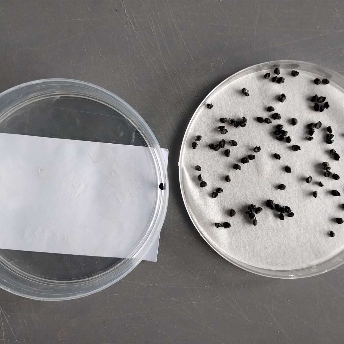 Seeds inside a petri dish being tested for germination