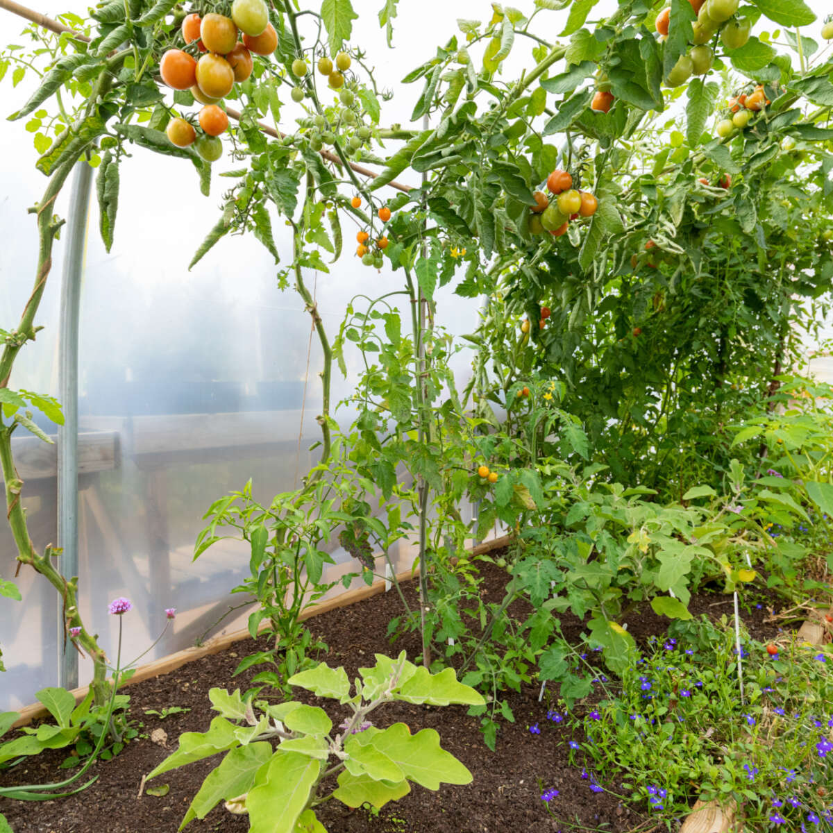 Tomatoes and flowers growing in polytunnel