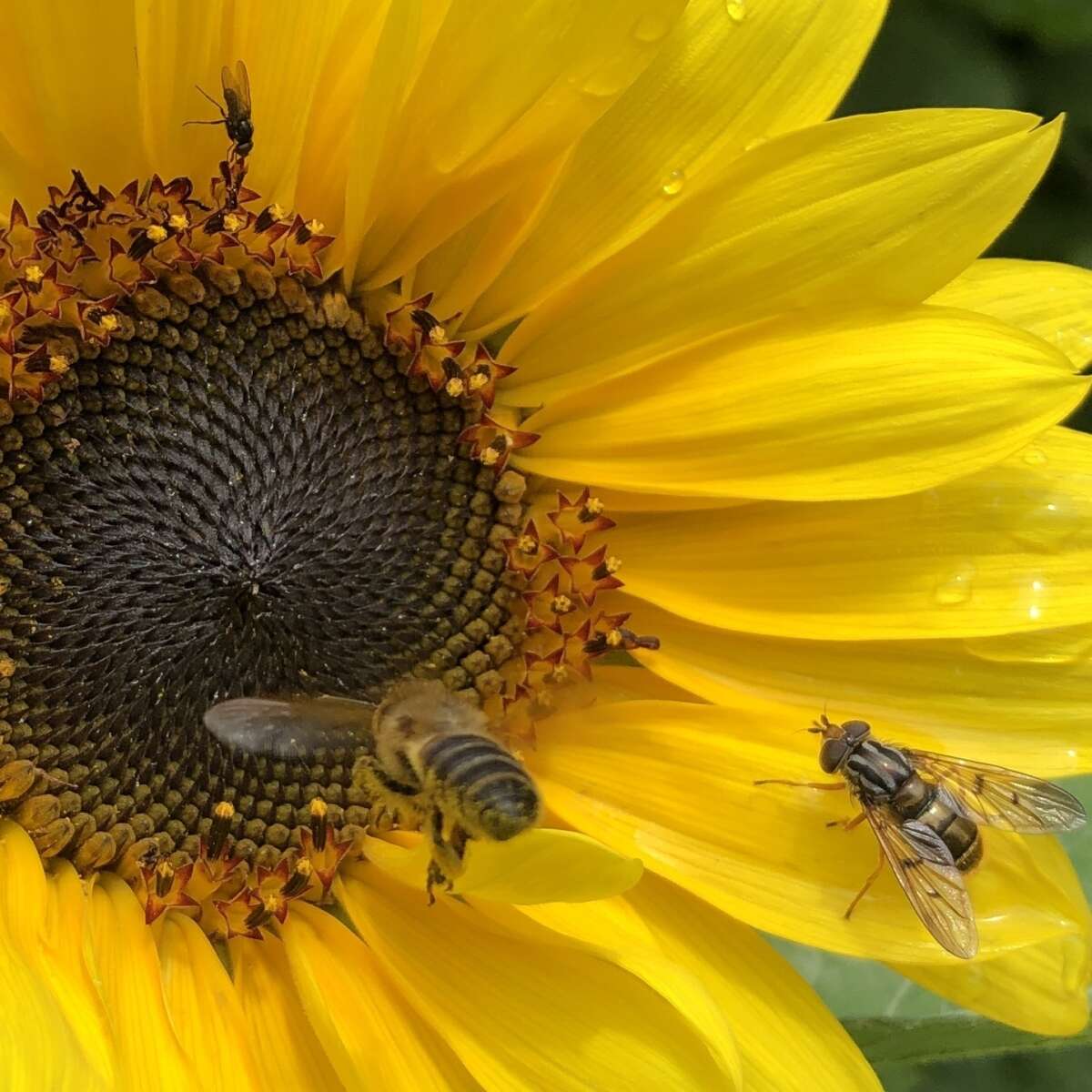 Insects on sunflower