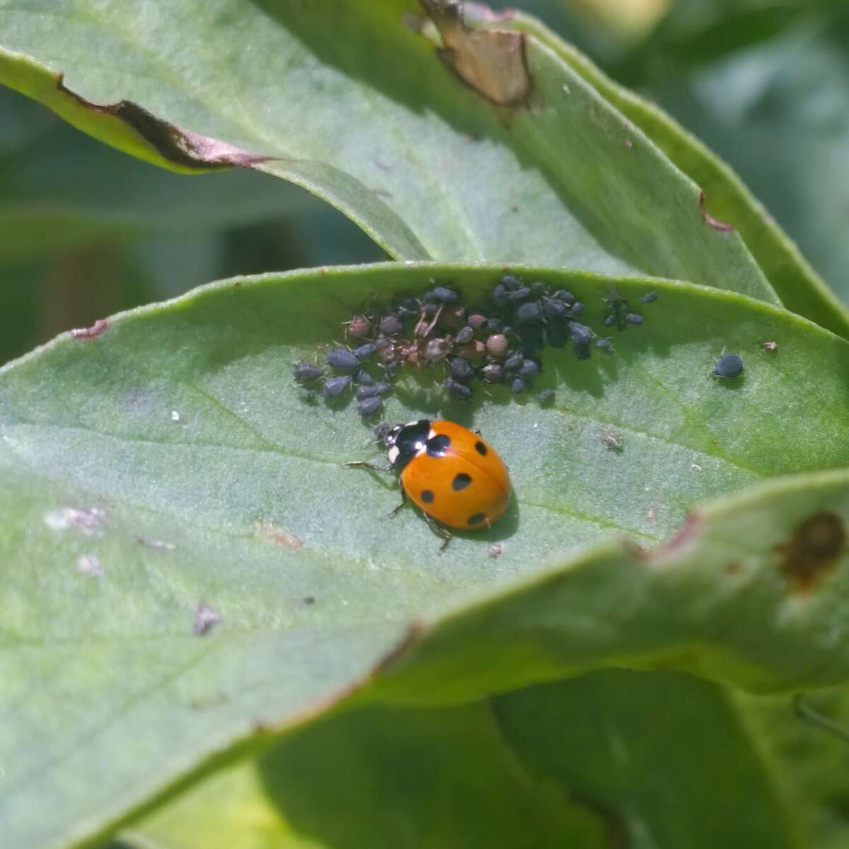 Ladybird eating black aphids