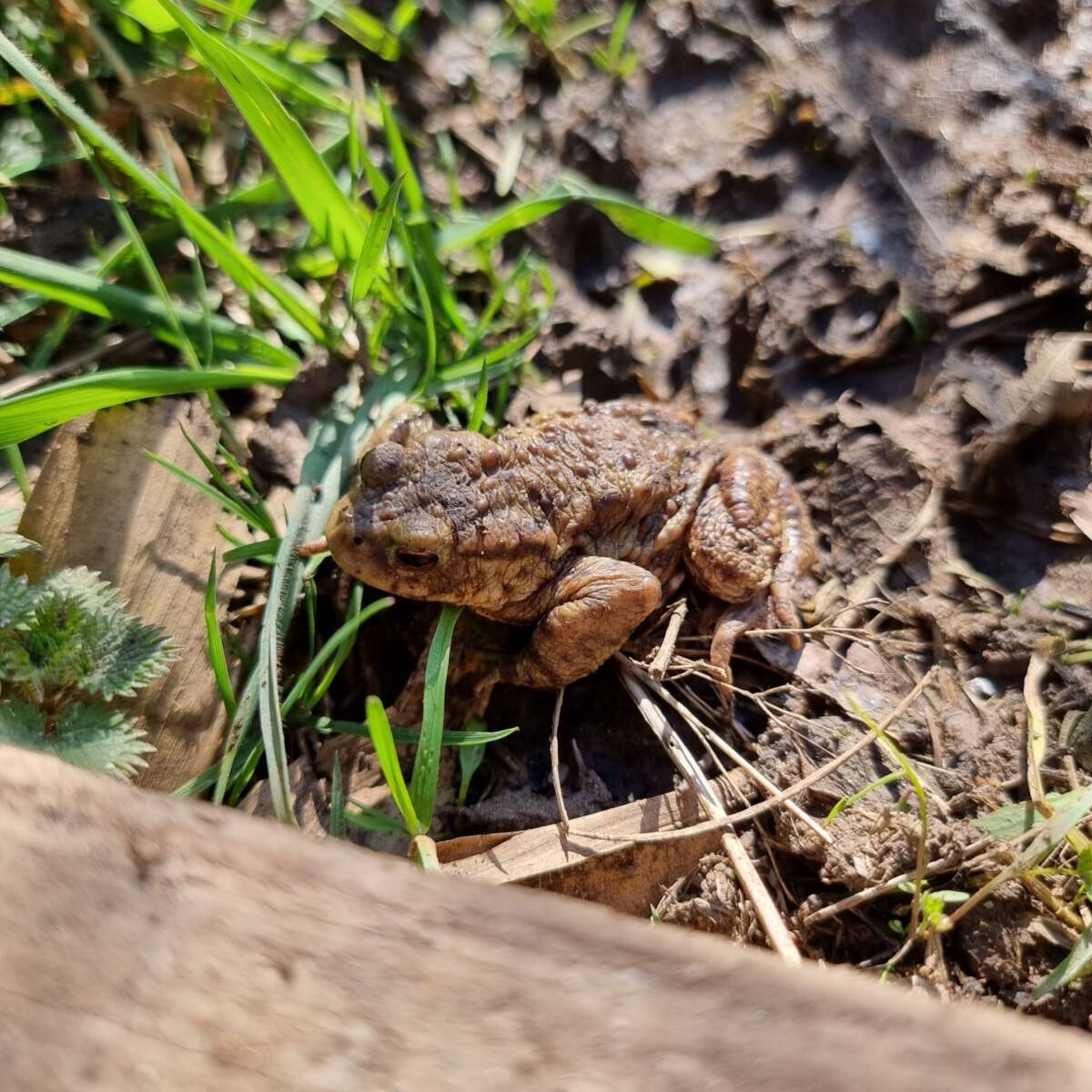 Toad in the wildlife pond