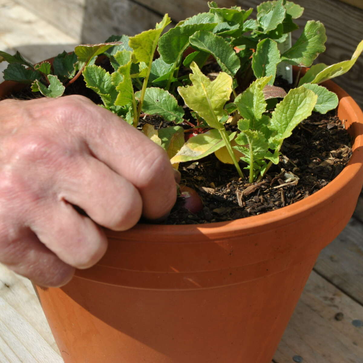 Hand harvesting raddish in the container garden