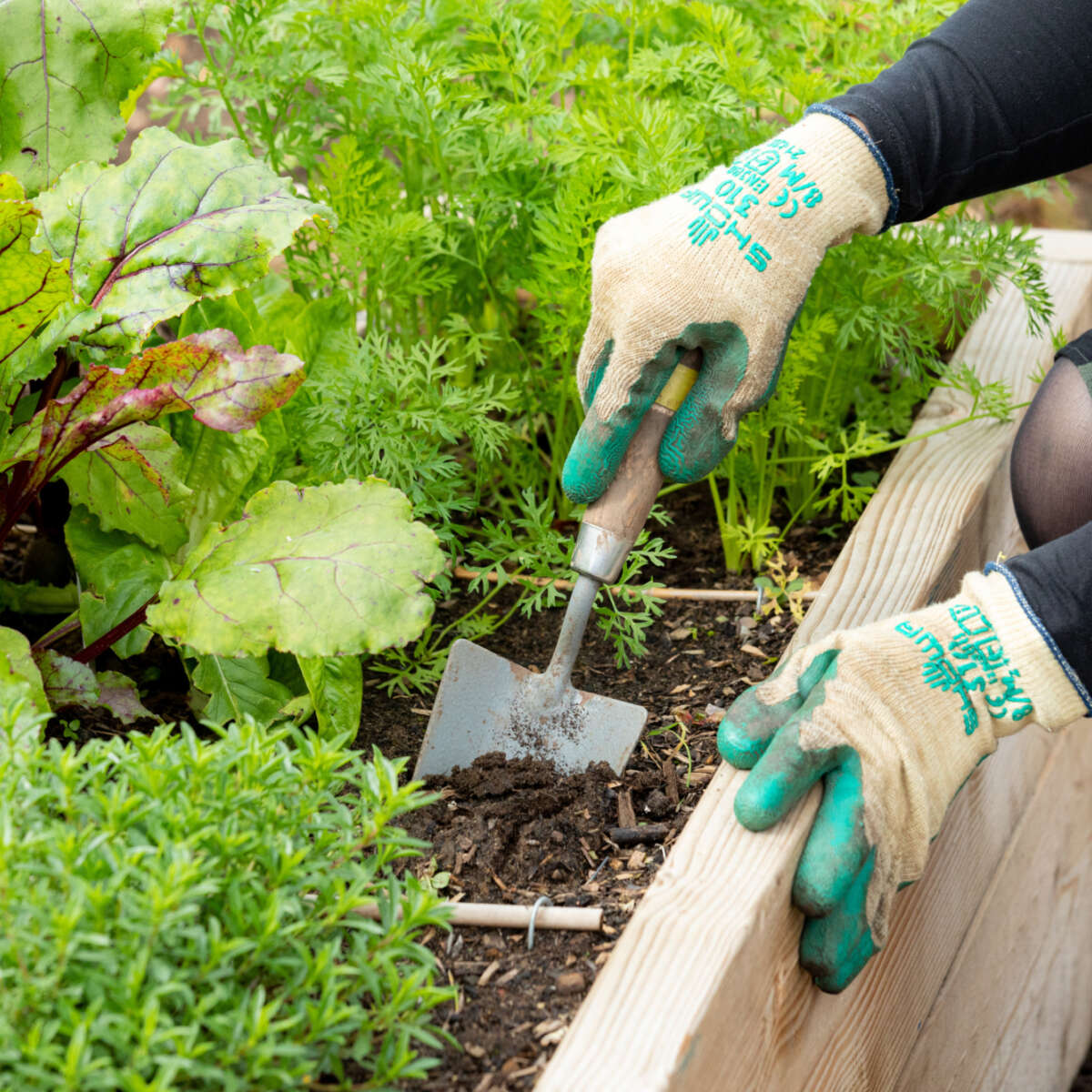 A person digging a hand shovel in to a raised bed
