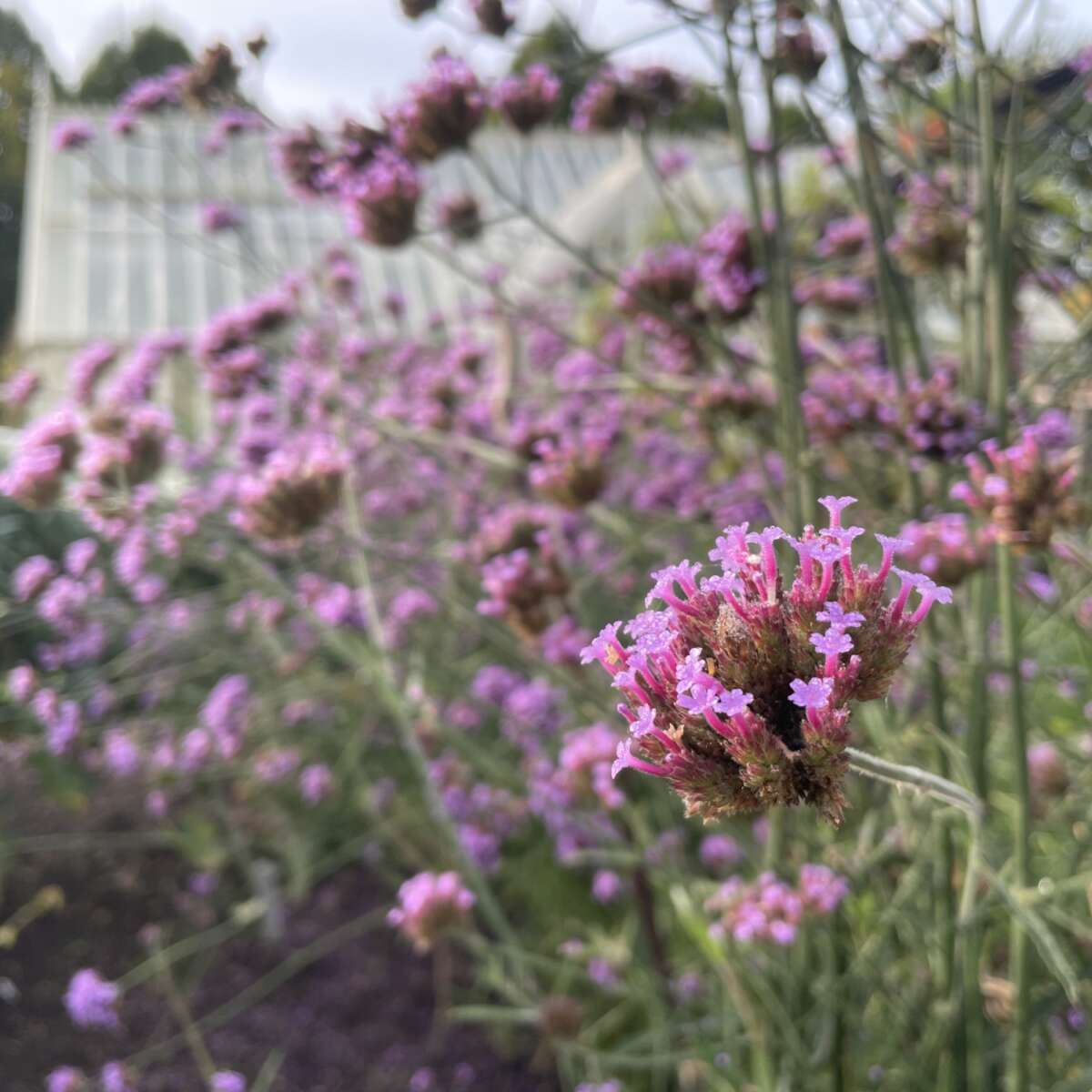 Verbena bonariensis