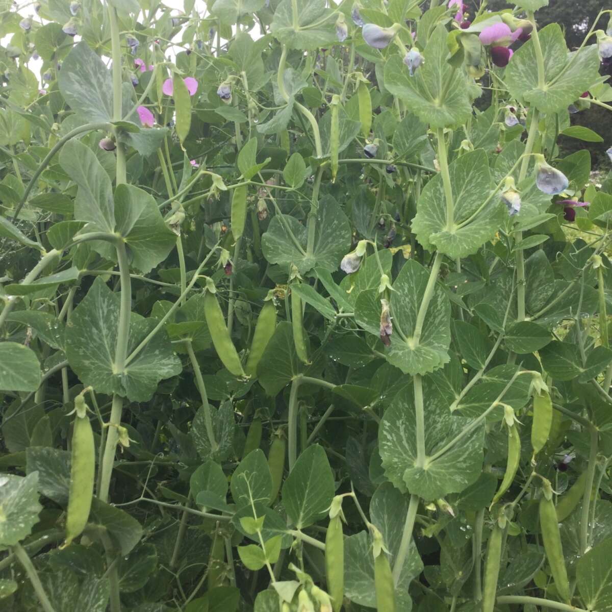 Peas on pod outdoors, Carlin variety