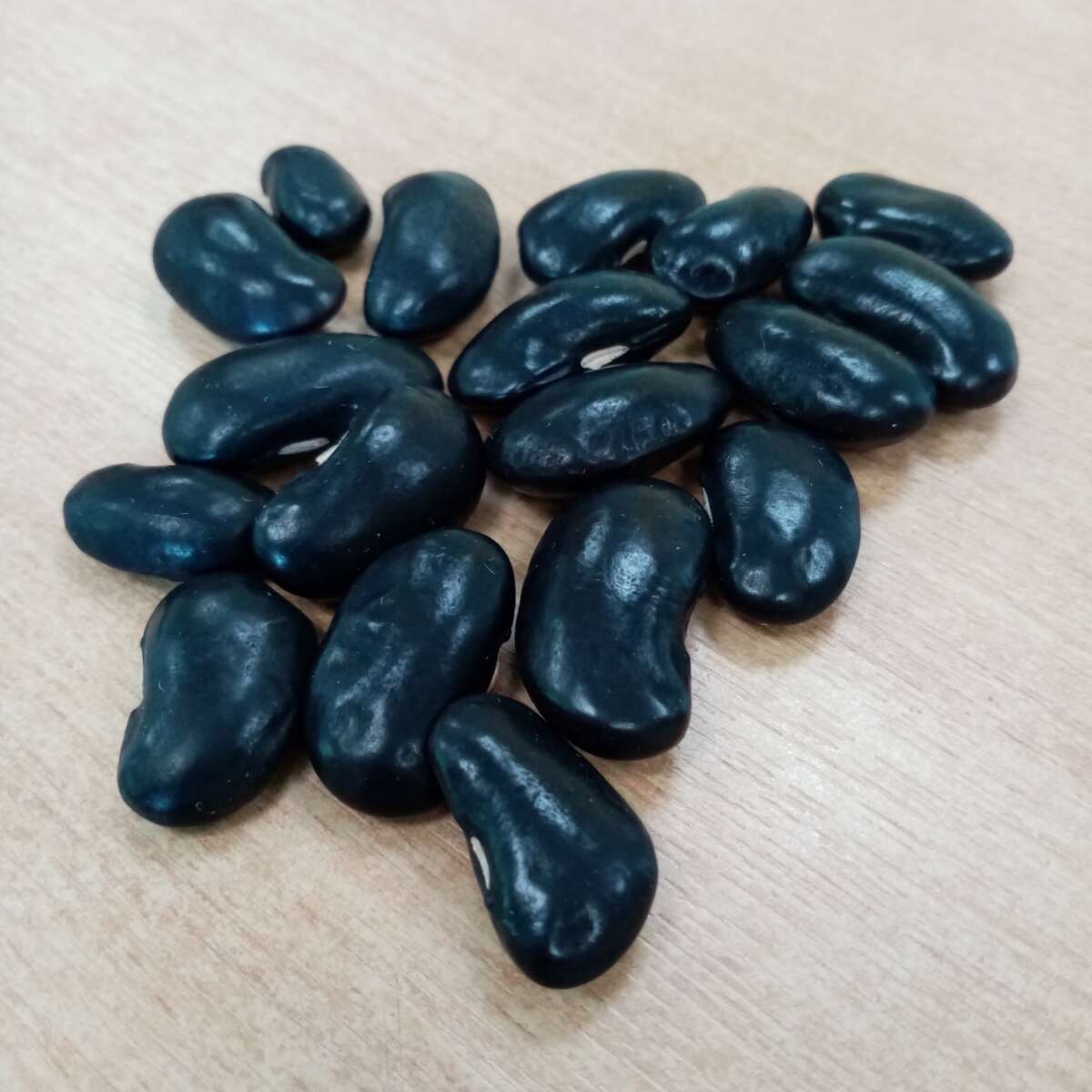 A handful of black runner beans displayed on a table, variety: Churchfield Black.