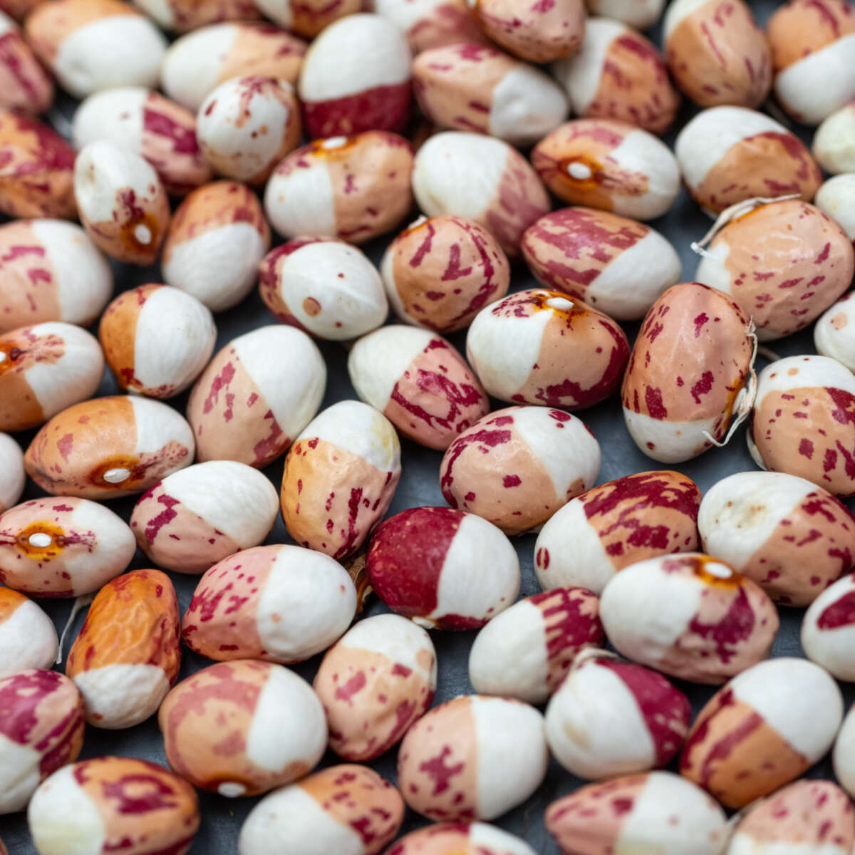 Multicoloured Beans