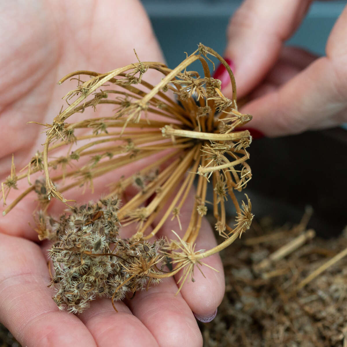 Seed saving