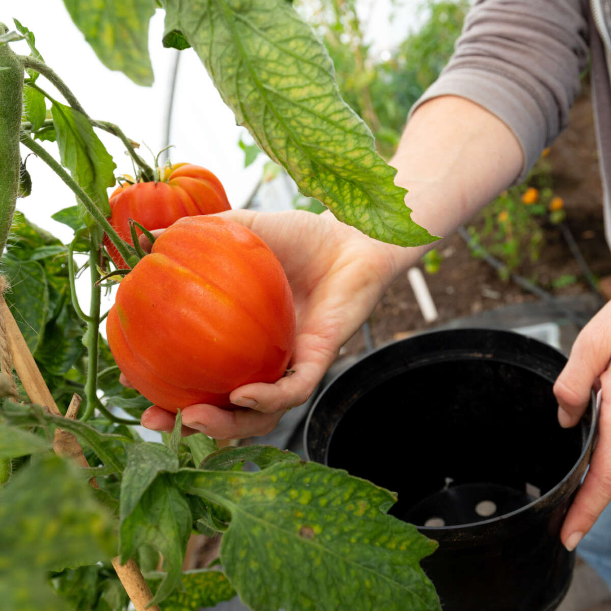 Tomatoes growing in the green house