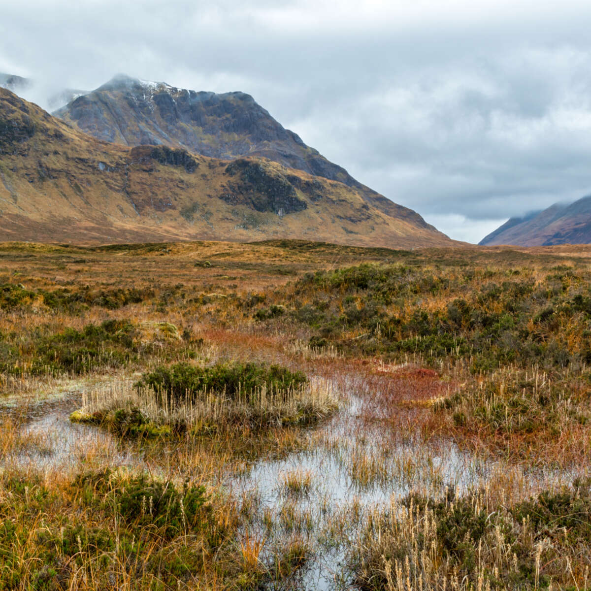 Image of peat bog