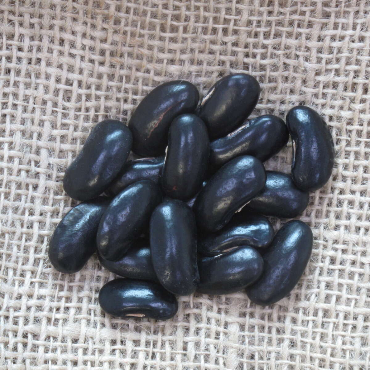 a handful of black runner beans displayed on top of a cheesecloth - variety Bobs Black Seeded