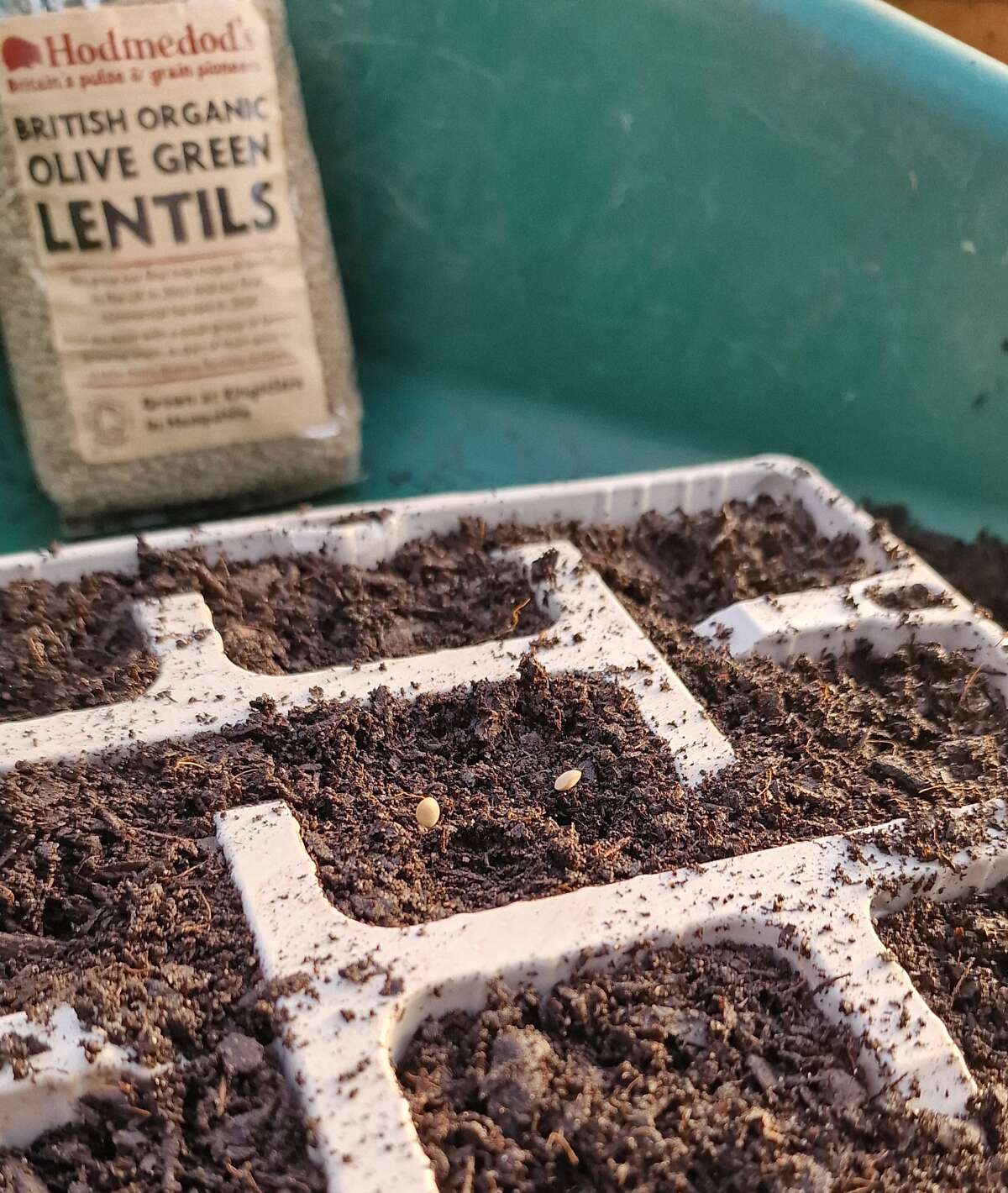 grow-your-own-lentils-garden-organic