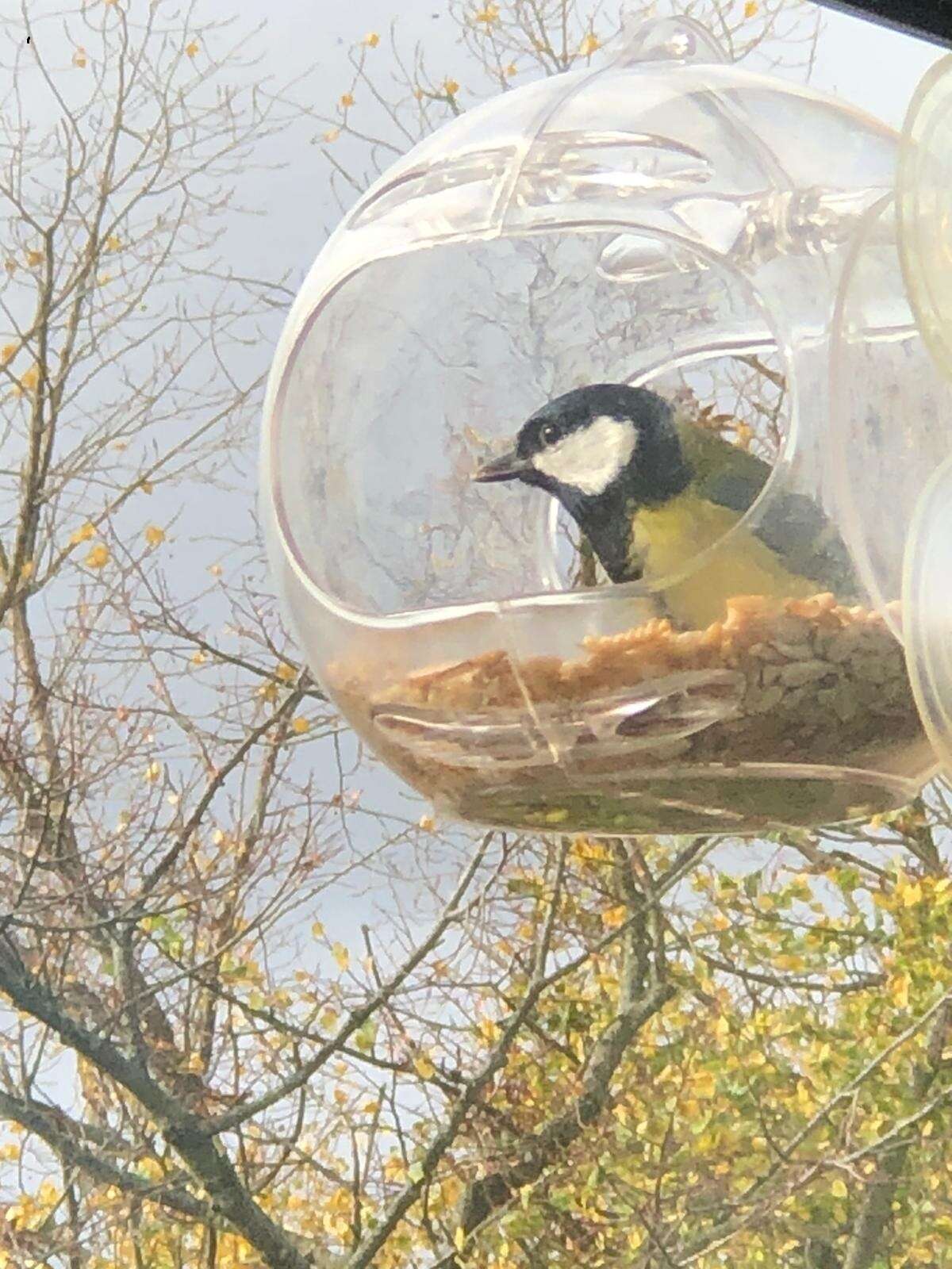 Bird on balcony