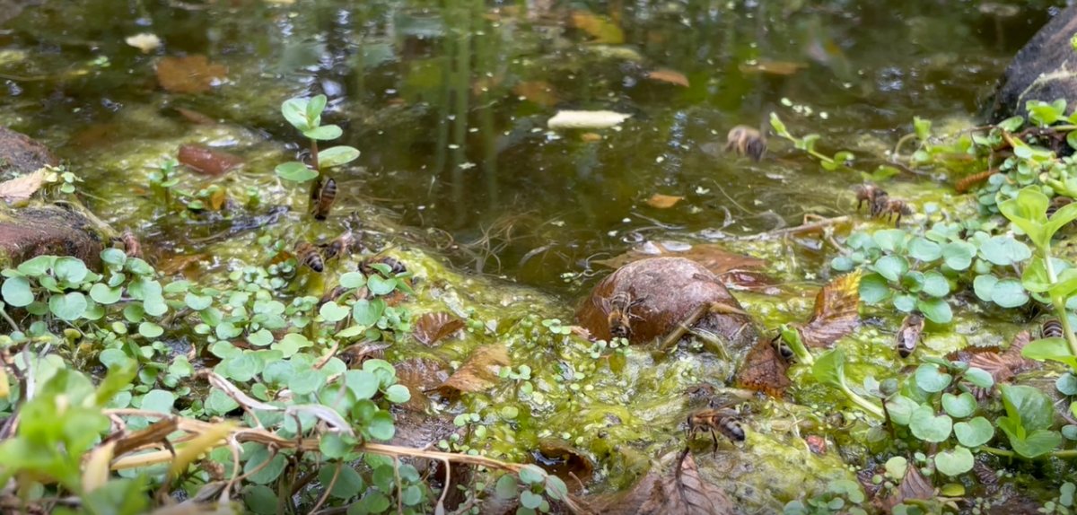 Bees hovering over the pond in July