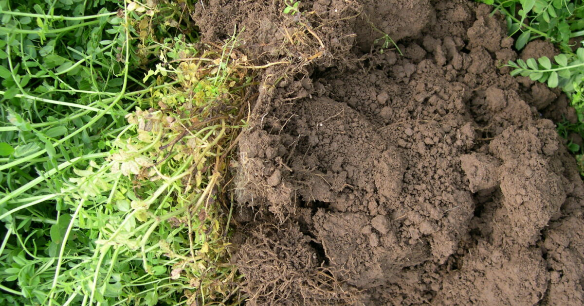 Garden Organic | Manage your soil