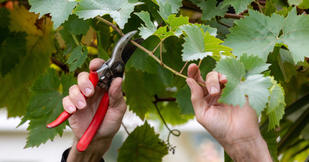 Garden Organic | How to prune fruit