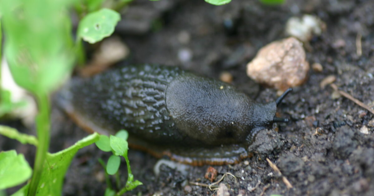 Garden Organic Slugs and snails