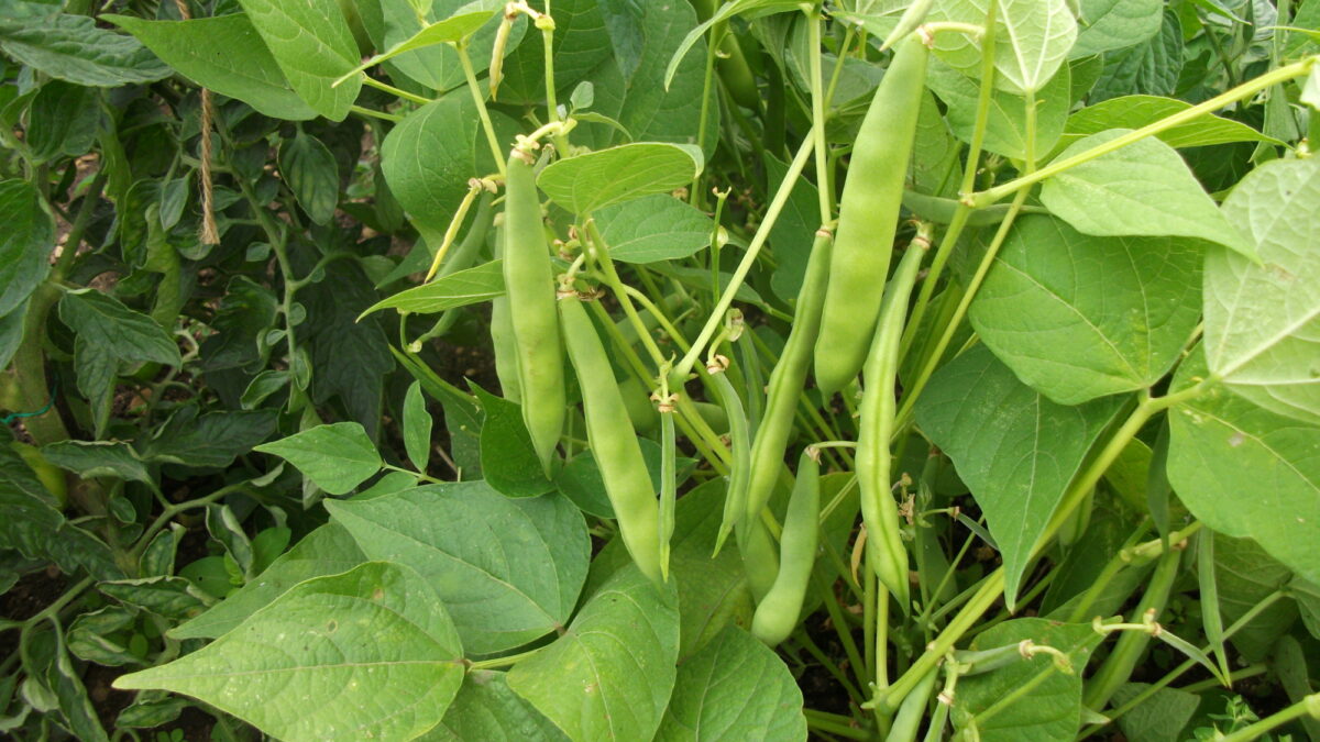 Garden Organic | French bean