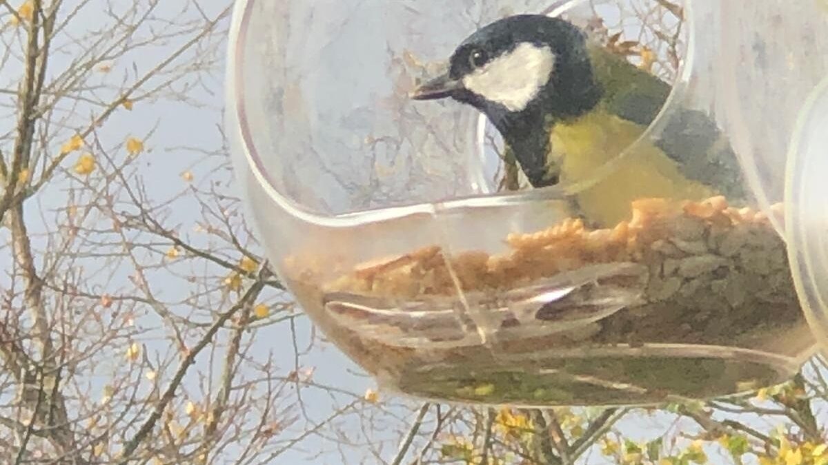 Bird on balcony