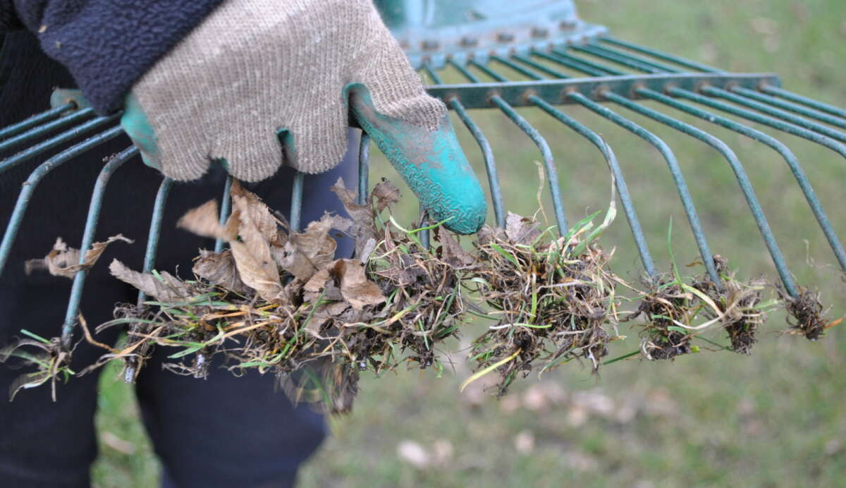 Garden Organic | Maintaining your organic lawn