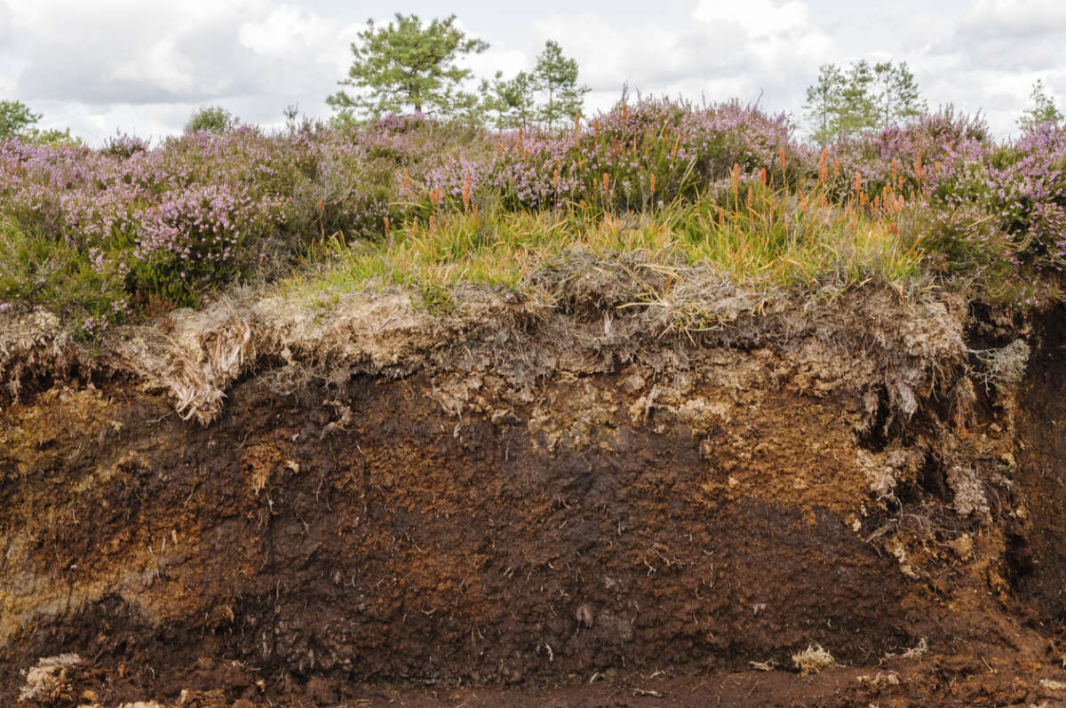 Cut through showing the inside of a peat bog.