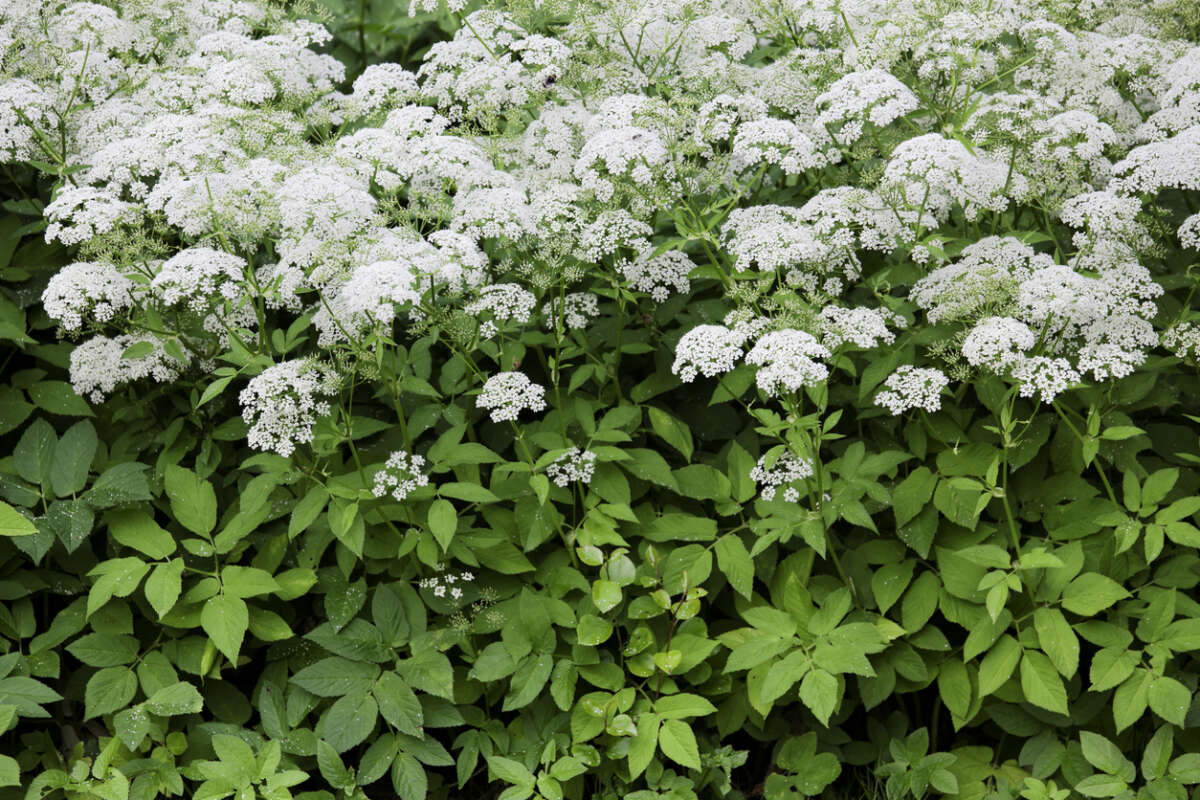 Ground Elder in flower