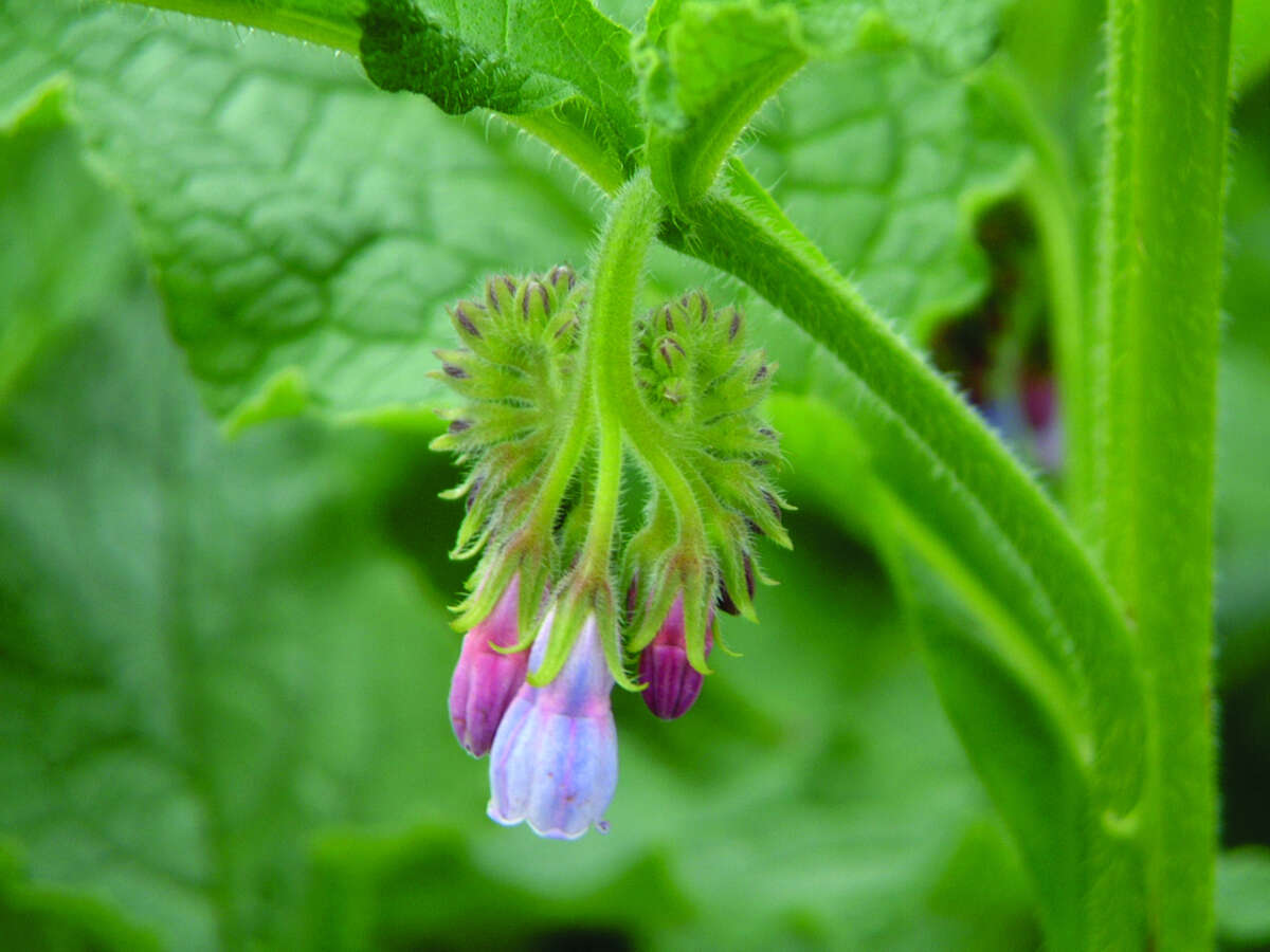 Comfrey flower