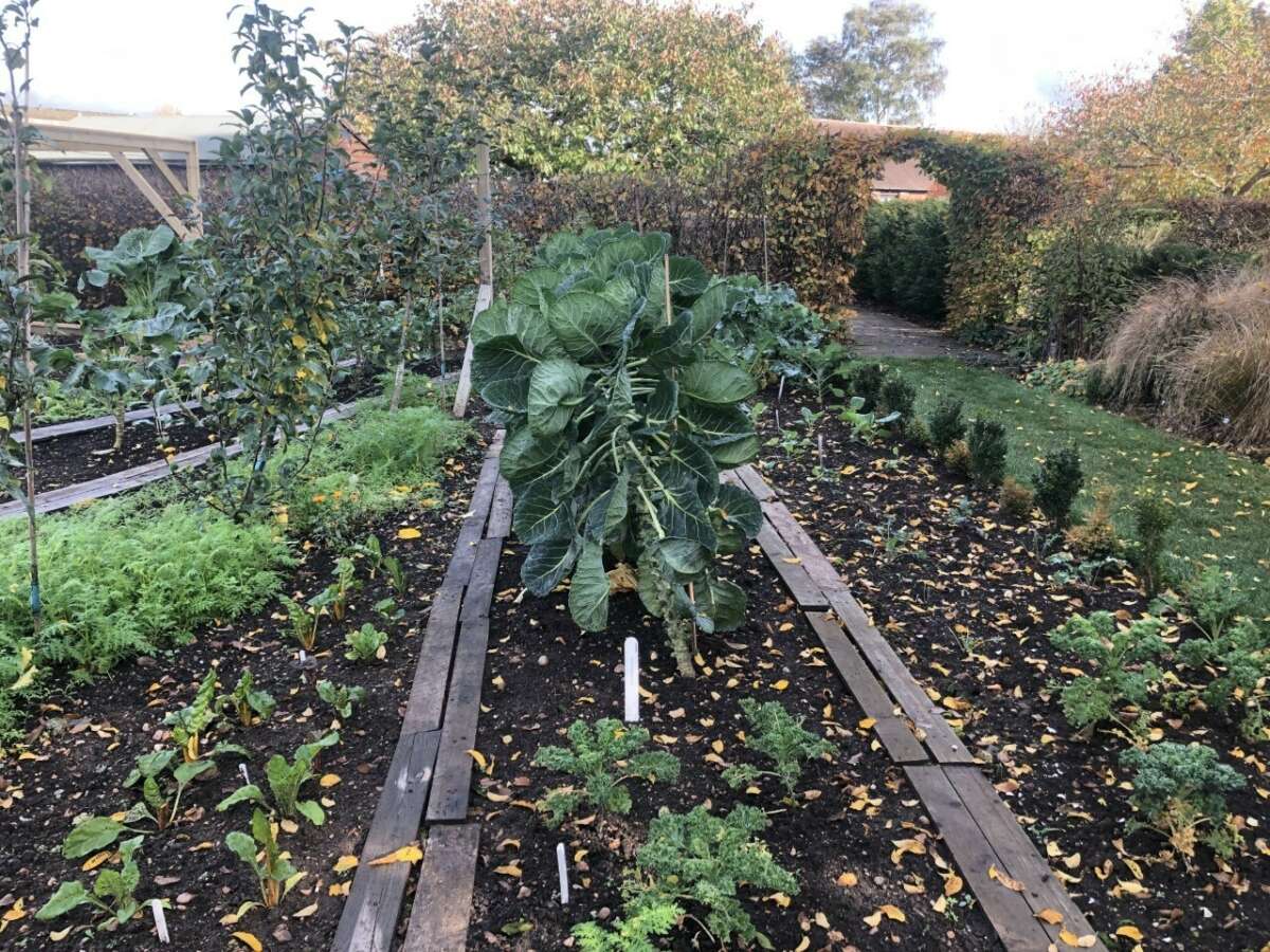 Vegetable plot