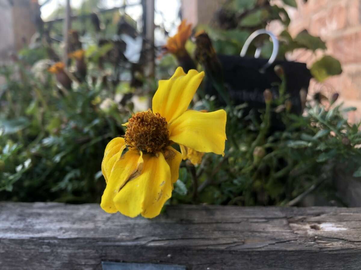 Flowers in small garden