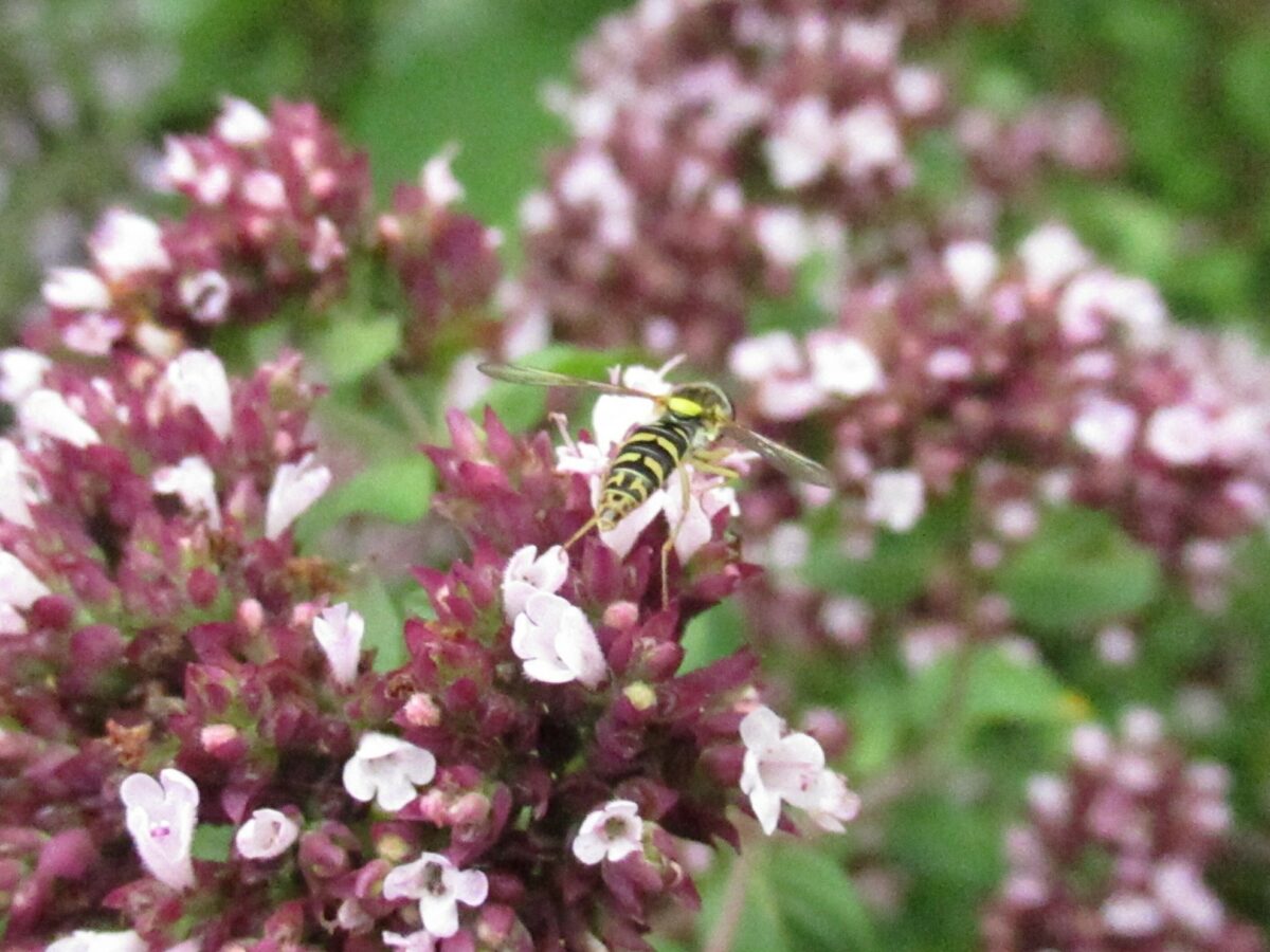 a flowering marjoram herb plant, with a hoverfly on it's flowers.
