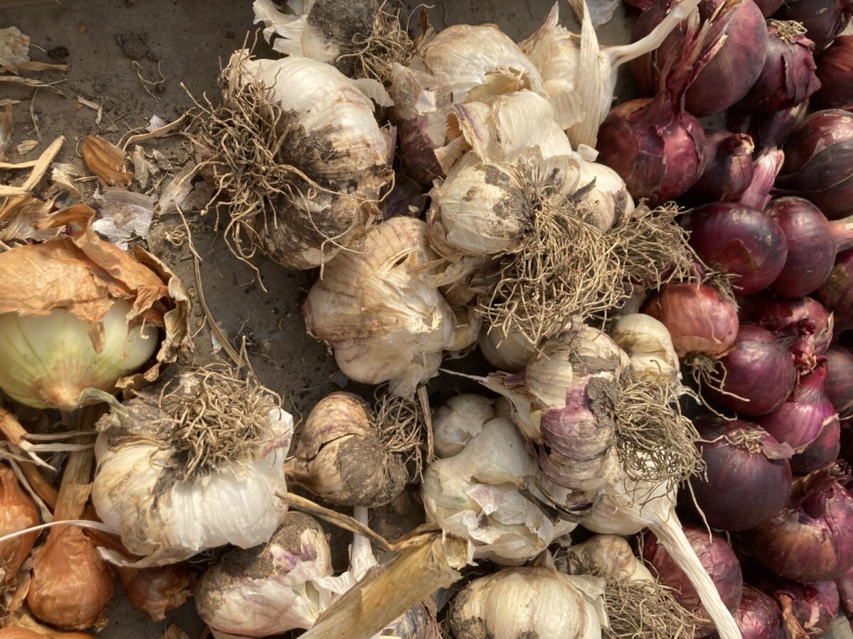 Garlic and onions harvested