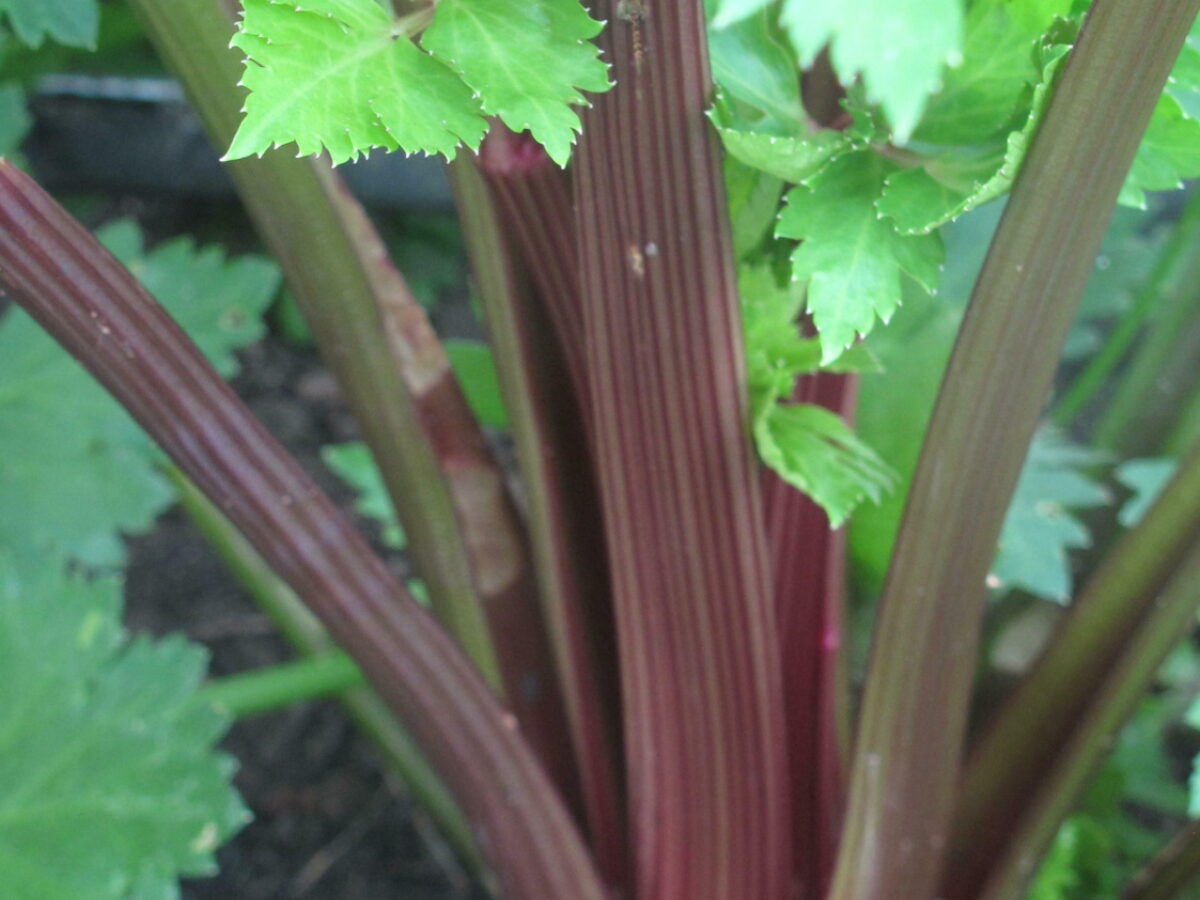 Celery Solid Pink