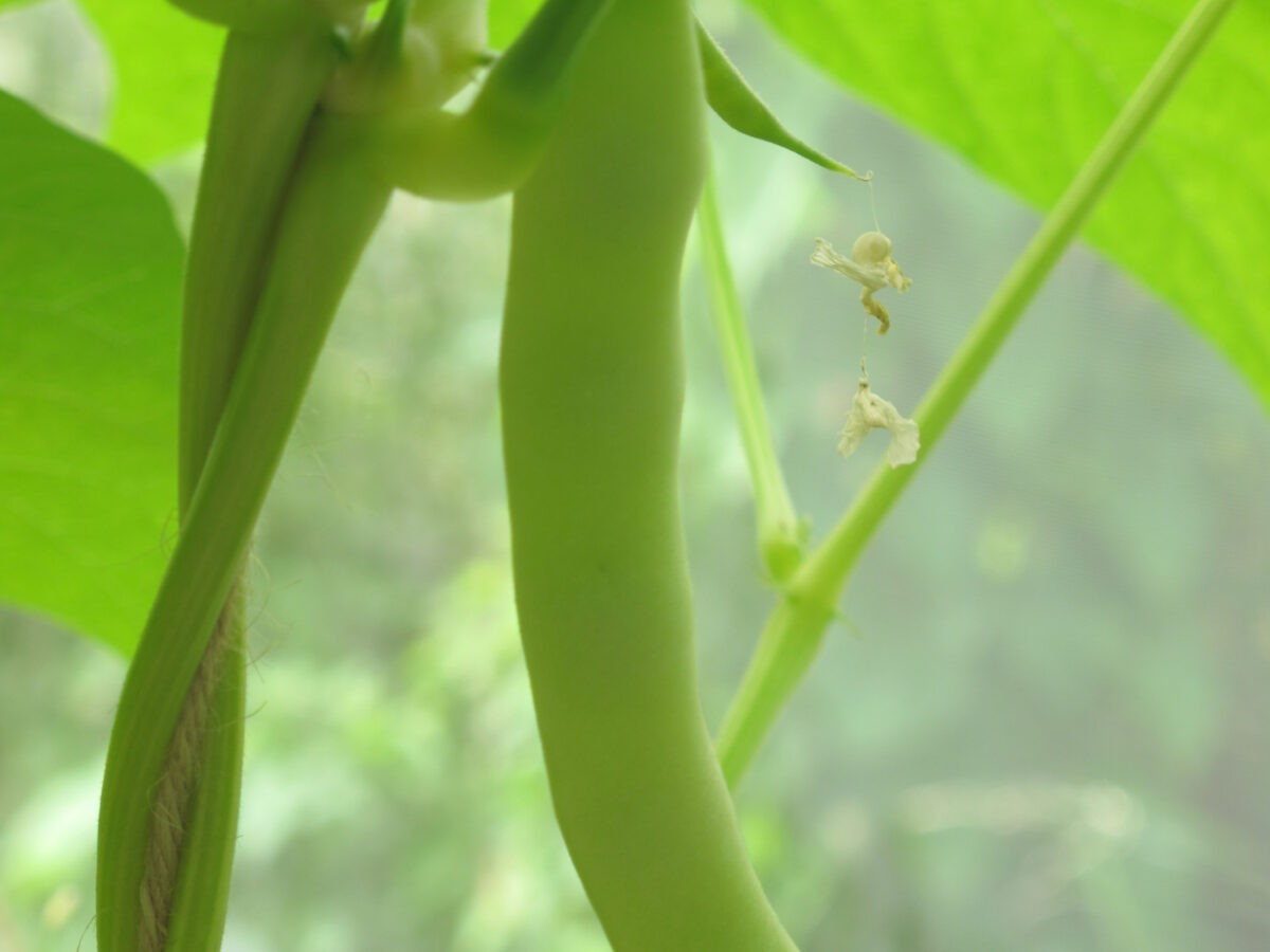 Climbing French Bean Bob and Mary