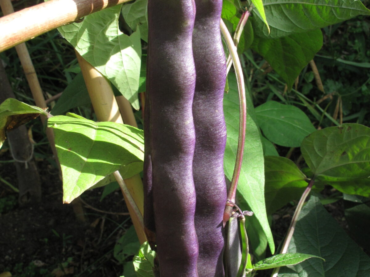 Climbing French Bean Reading Purple Pods on plant