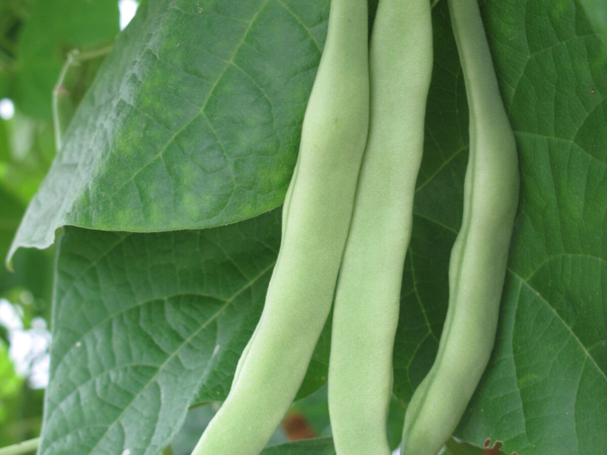 Climbing French bean Alice Whitis Pink