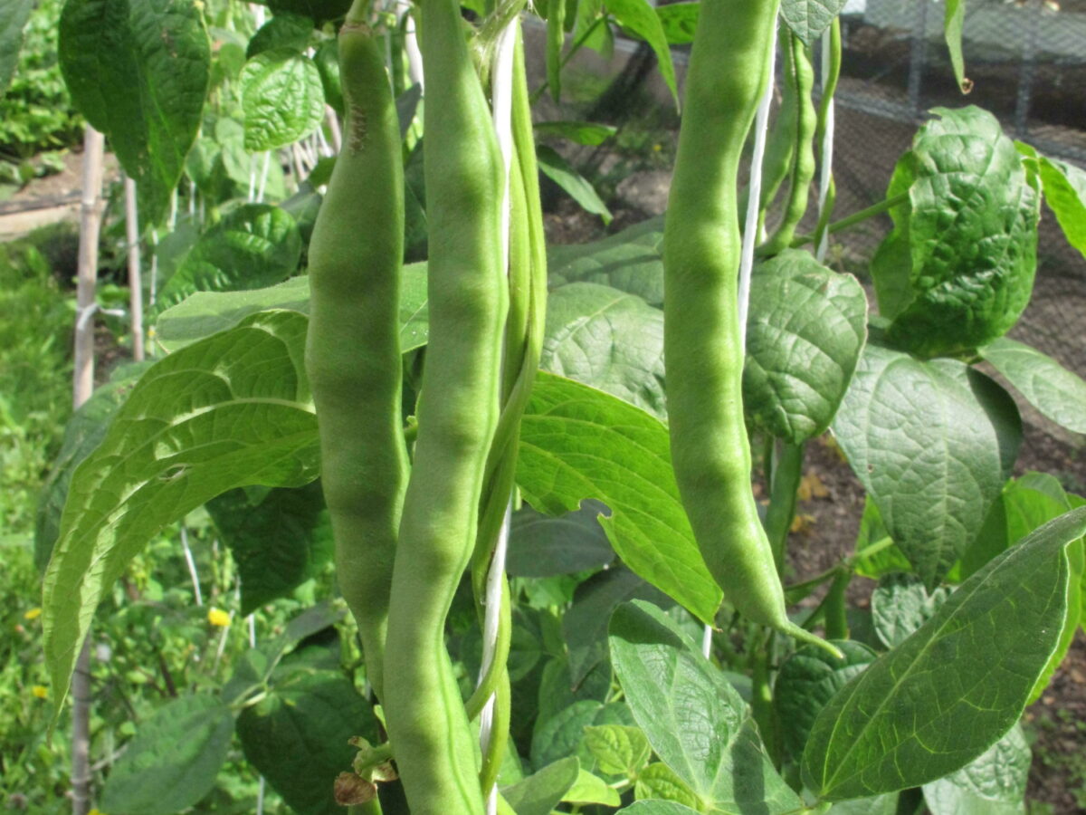 Climbing French bean Hamburg