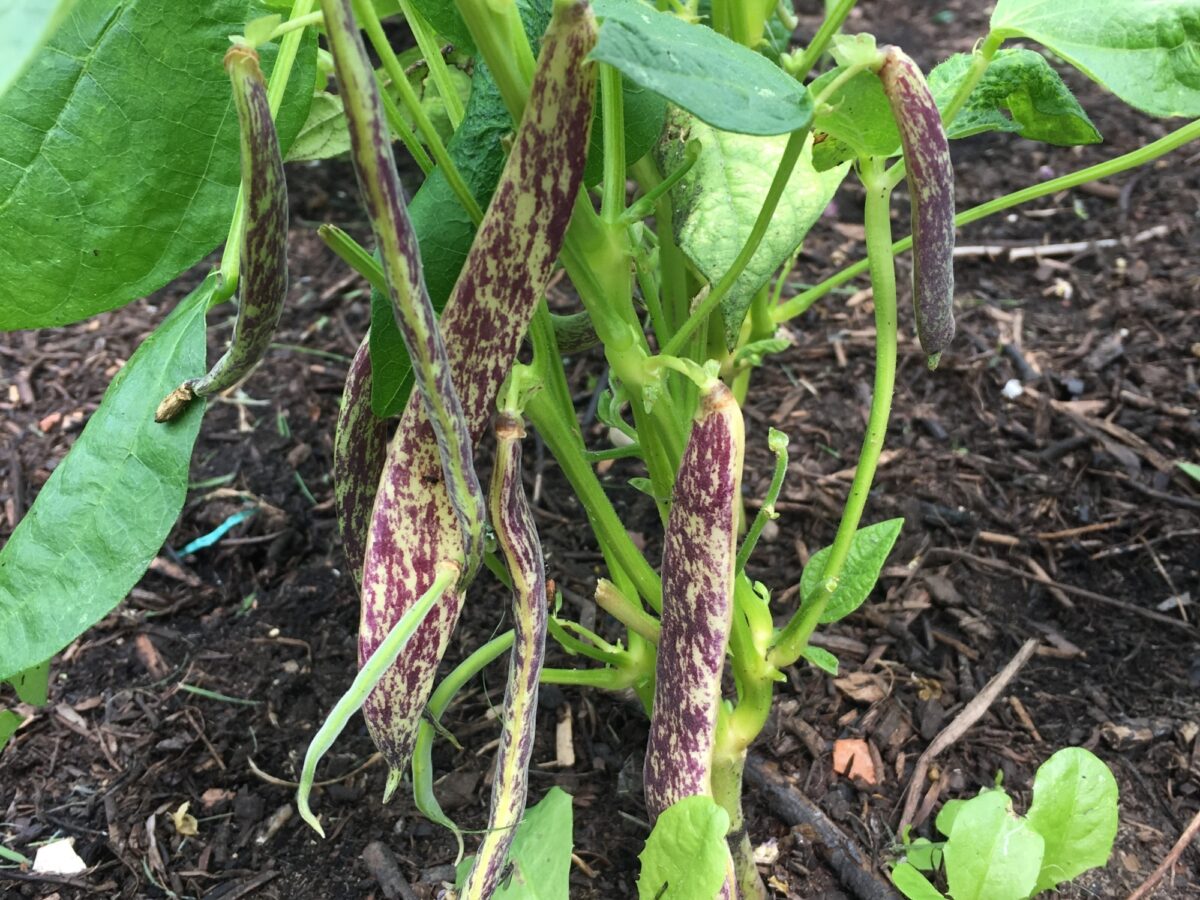 Dwarf French Bean Dragon Tongue pods on plant